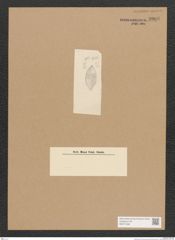 Diatomeae indet. Zeichnungen Sammlung Grunow Nr. 3908 (NHMW-BOT-W0371636)